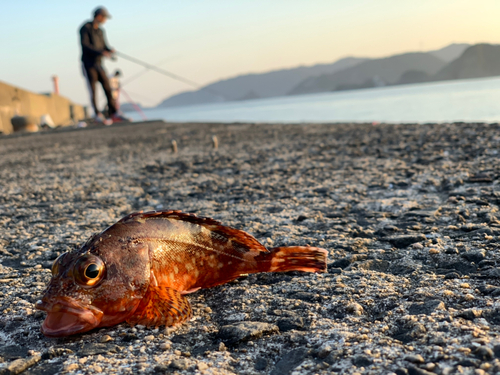 ガシラの釣果