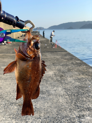 アカメバルの釣果