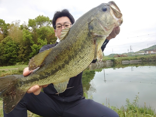 ブラックバスの釣果