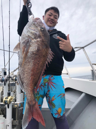 マダイの釣果