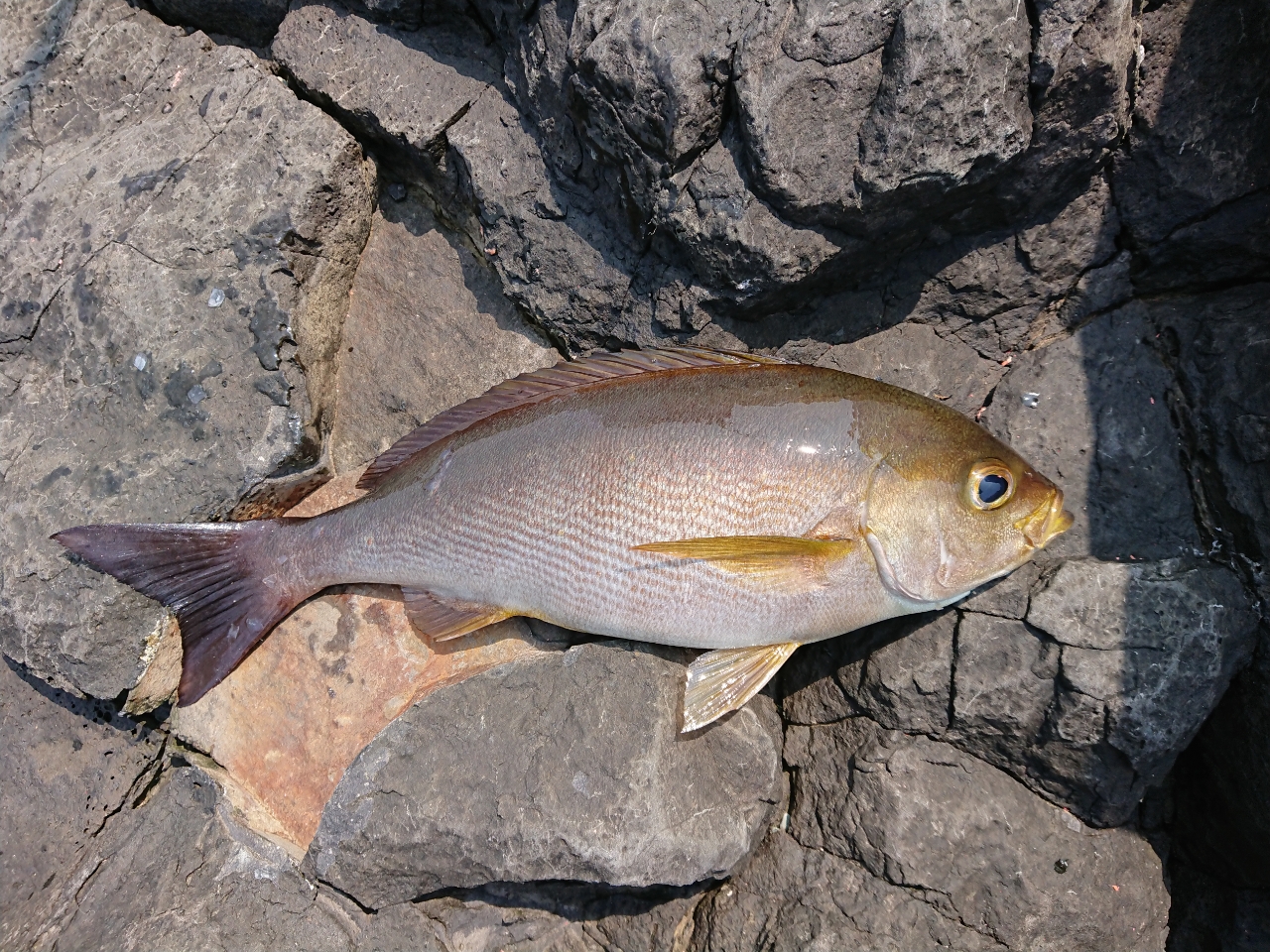 クチブトグレ