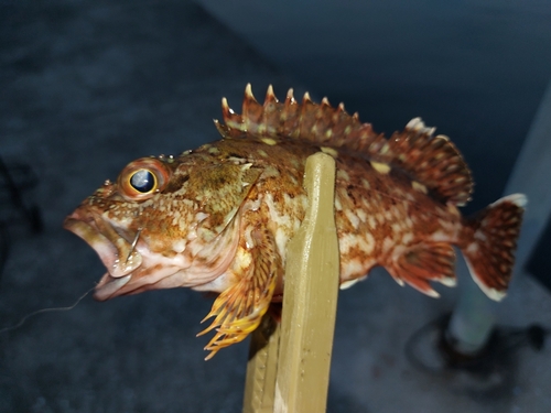 カサゴの釣果