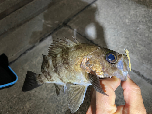 シロメバルの釣果