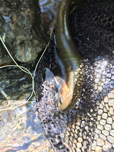 イワナの釣果