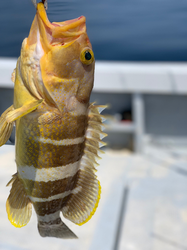 アオハタの釣果