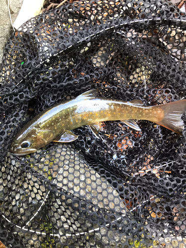 イワナの釣果