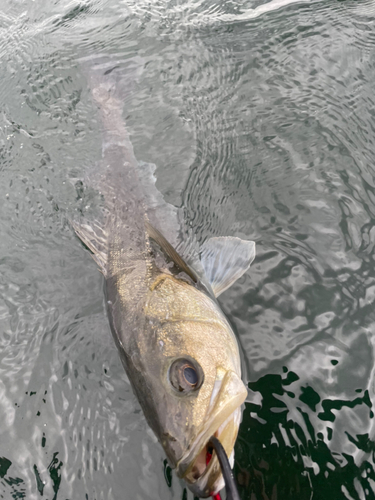 スズキの釣果