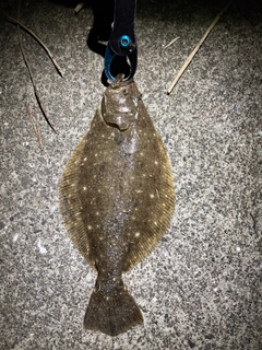 ヒラメの釣果