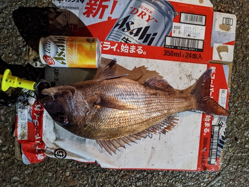 タイの釣果