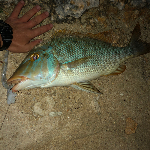 ハマフエフキの釣果