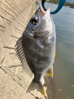 キビレの釣果