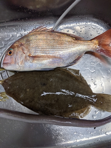 マダイの釣果