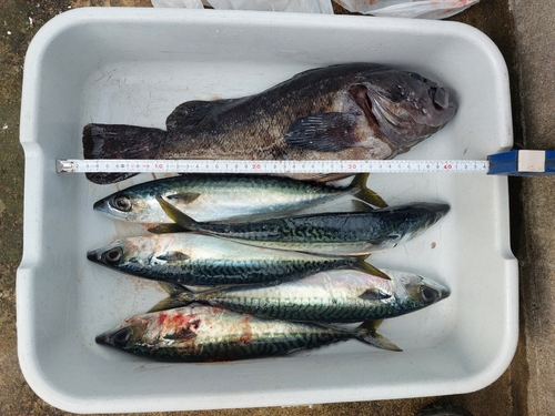 クロソイの釣果