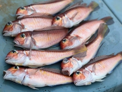 アマダイの釣果