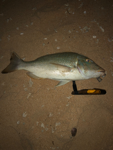 ハマフエフキの釣果