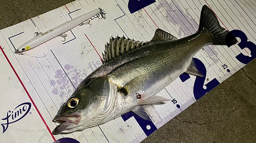 シーバスの釣果