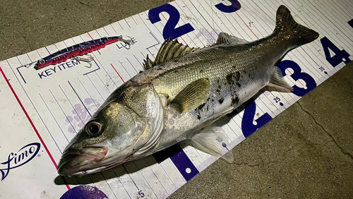 シーバスの釣果