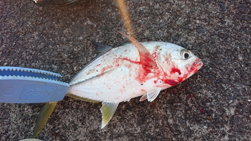 メッキの釣果