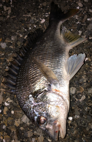 キビレの釣果