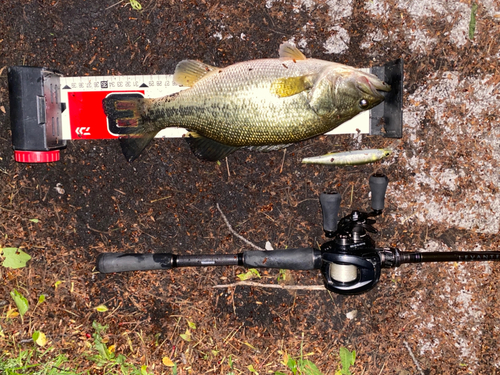 ブラックバスの釣果