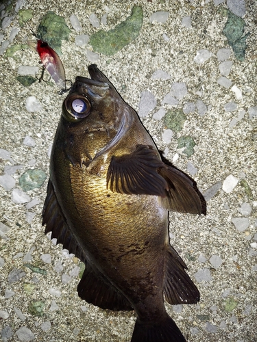 アオメバルの釣果