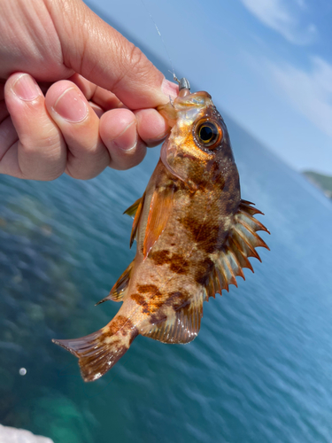 アカメバルの釣果