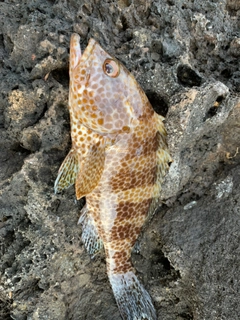 オオモンハタの釣果