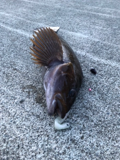 アイナメの釣果