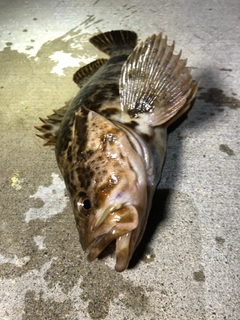 タケノコメバルの釣果