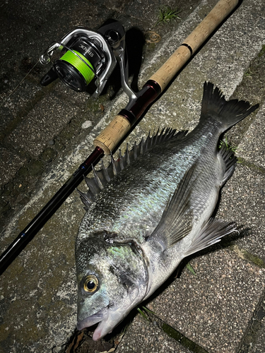 クロダイの釣果