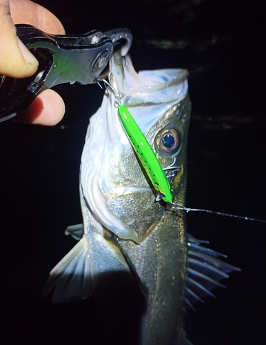 スズキの釣果