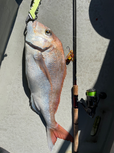 タイの釣果