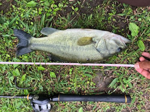 ブラックバスの釣果