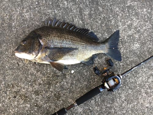 クロダイの釣果