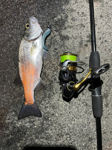 セイゴ（ヒラスズキ）の釣果