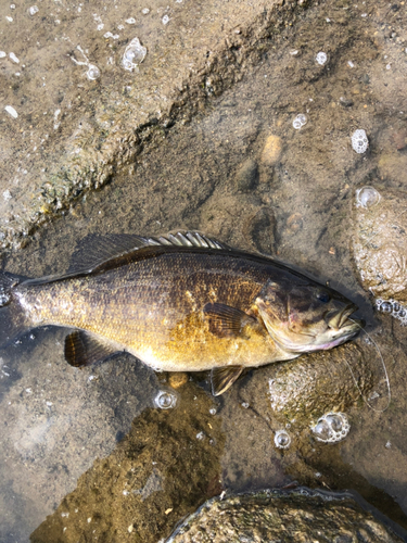 スモールマウスバスの釣果