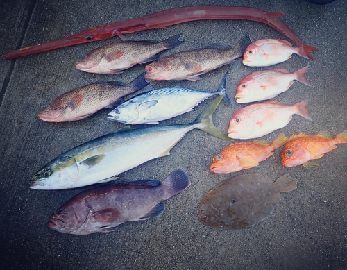 マハタの釣果