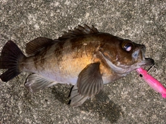 アカメバルの釣果