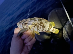 タケノコメバルの釣果