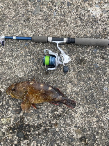 イソカサゴの釣果