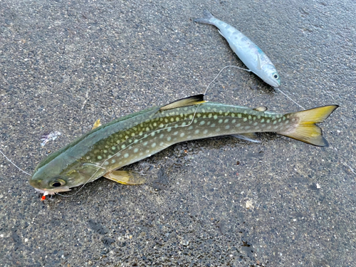 アメマスの釣果