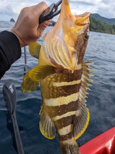 アオハタの釣果