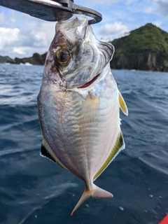 カイワリの釣果