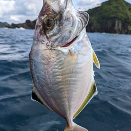 カイワリ