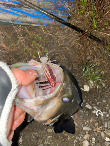 ブラックバスの釣果