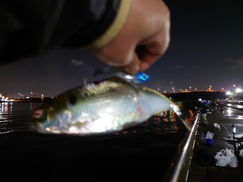 コノシロの釣果