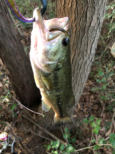 ラージマウスバスの釣果