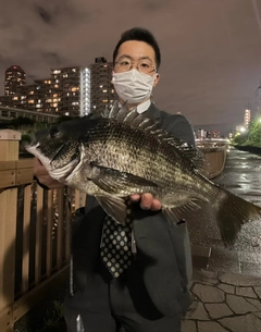 チヌの釣果