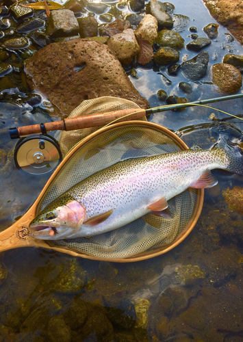 ニジマスの釣果