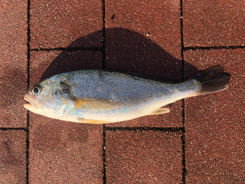 イシモチの釣果